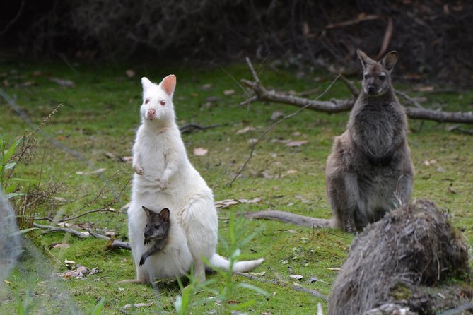 Full-Day Guided Bruny Island Tour From Hobart - Guided Nature Walks