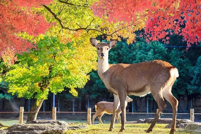 Full Day Kyoto and Nara Guided Tour - Transportation Details