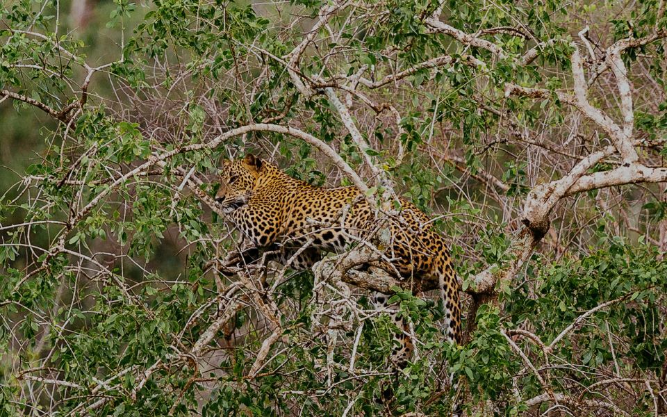 Full-Day Leopard Safari at Yala With Picnic Lunch - Review Summary