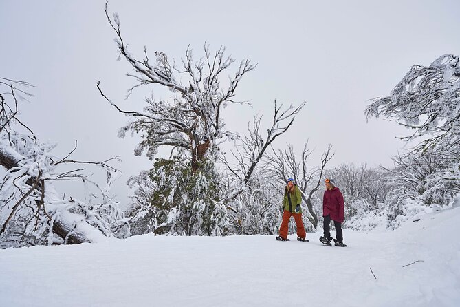 Full-Day Mount Buller Tour - Traveler Reviews