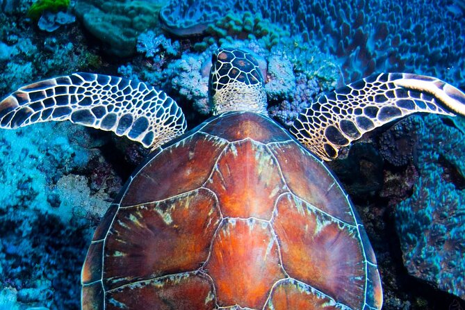 Full-Day Small-Group Guided Snorkeling Tour, Outer Reef (Mar ) - Meeting Point and Schedule