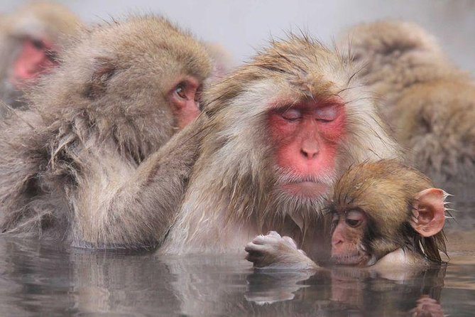 Full Day Snow Monkey Tour To-And-From Tokyo, up to 12 Guests - Child Seats and Weather