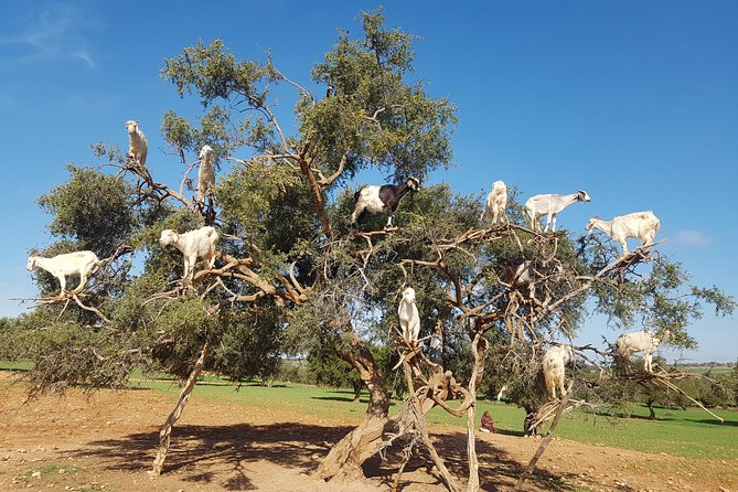 Full-Day Tour to Essaouira - the Ancient Mogador City From Marrakech - Itinerary