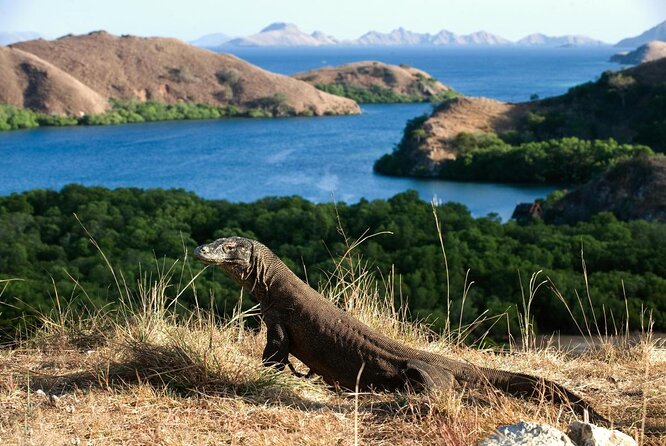 Full Day Trip to Explore 6 Destinations in Labuan Bajo and Komodo - Pink Beach Snorkeling