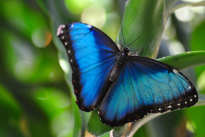 Full Monteverde Cloud Forest Experience With Ziplining. - Additional Activities Included