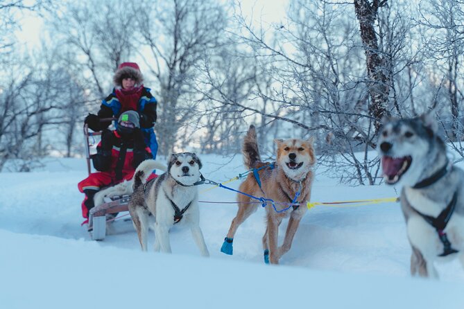 Fun & Easy Dog Sledding Adventure - Noon Tour - Customer Reviews