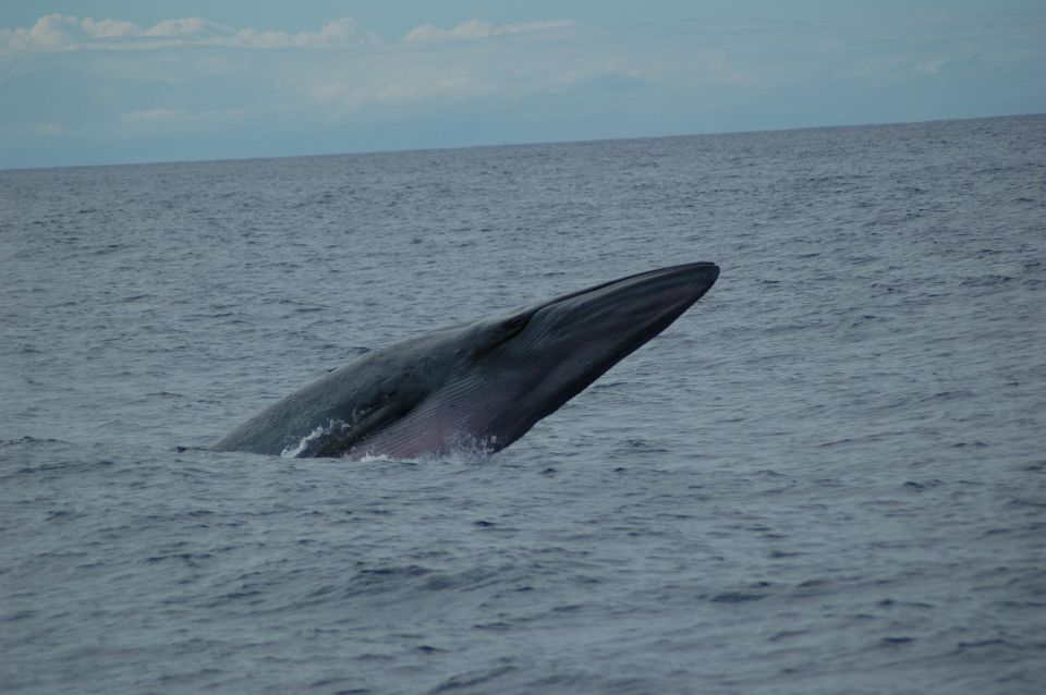 Funchal: Dolphin and Whale Watching Catamaran Cruise - Customer Reviews and Feedback
