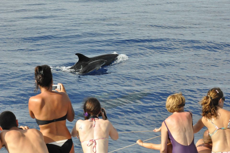 Funchal Hop-on Hop-off Bus Whale & Dolphin Watching by Boat - Customer Reviews