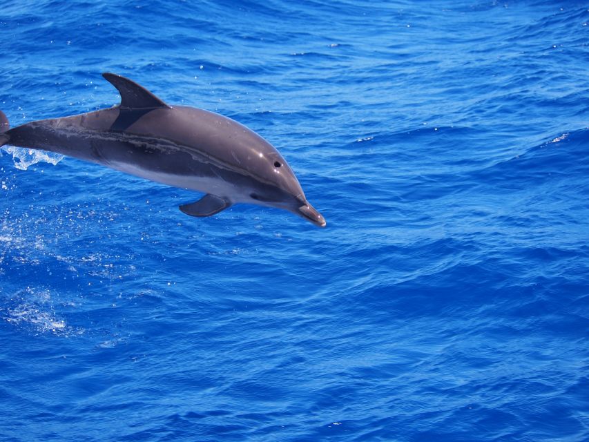 Funchal: Private Catamaran Tour With Dolphin Watching - Inclusions