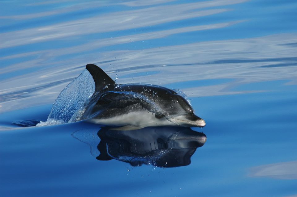 Funchal: Whale and Dolphin Watching Speed Boat Tour - Tour Information