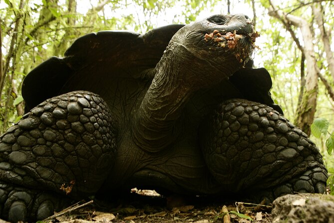 Galapagos Intensive 5 Days, Land Base (3islands) Excludes Galapagos Flight - Detailed Tour Itinerary