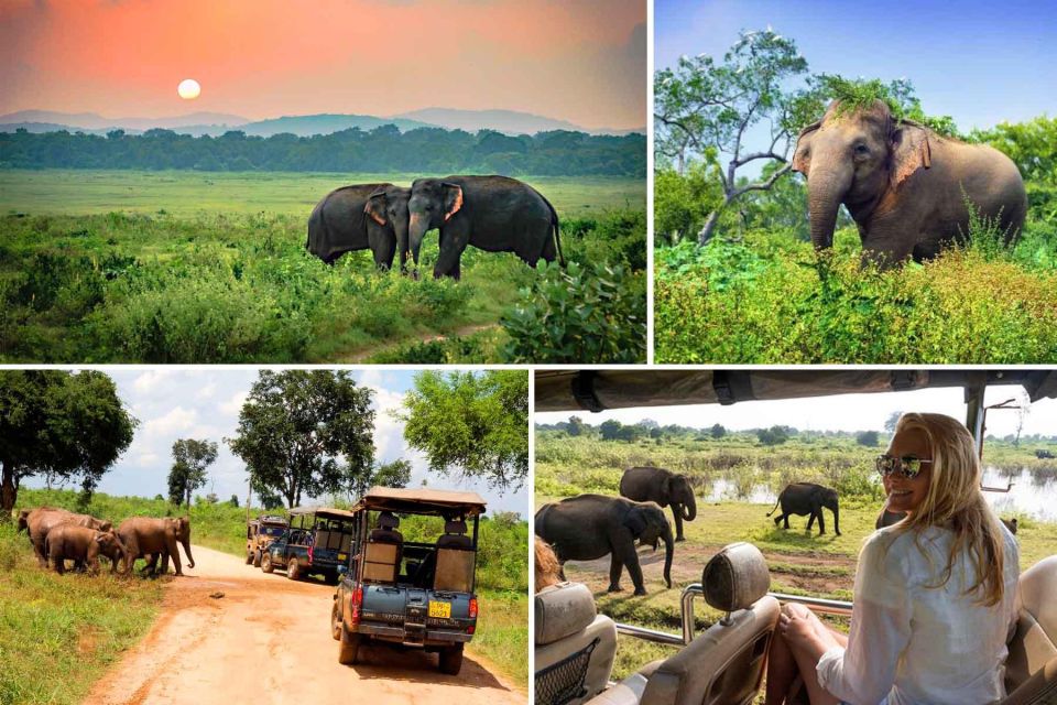 Galle (Hikkaduwa) To Udawalawe National Park Safari Tour - Tour Highlights