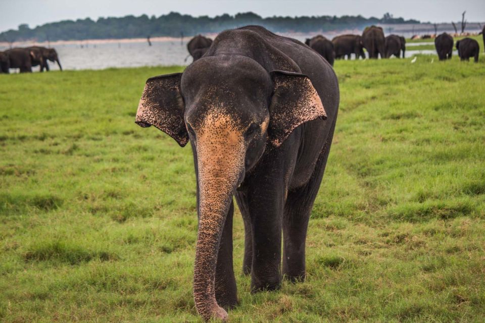 Galle/Unawatuna/Mirissa: Udawalawe Safari - Thriving Elephant Population Viewing