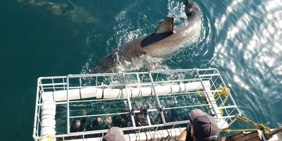Gansbaai: Shark Dive & Whale Watching Combo Boat Trip - Whale Watching Trip Details