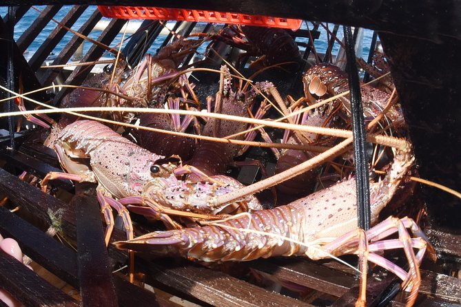 Geraldton Lobster Pot Pull - Accessibility Information