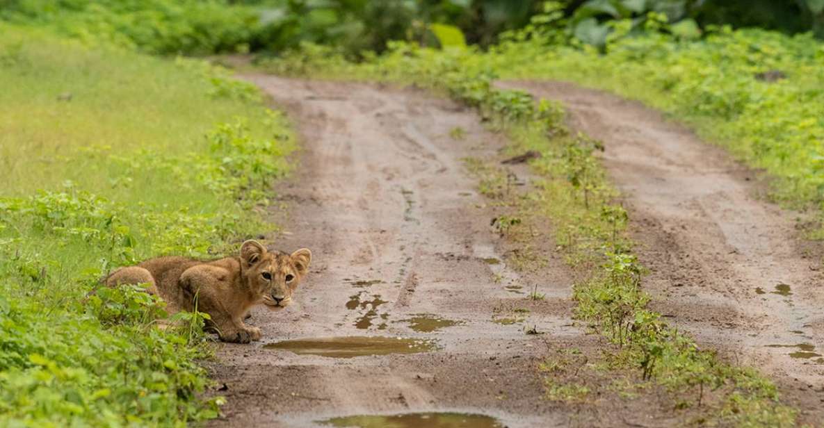 Gir National Park: Gir Forest Lion Safari in Open Jeep - Safari Details and Highlights