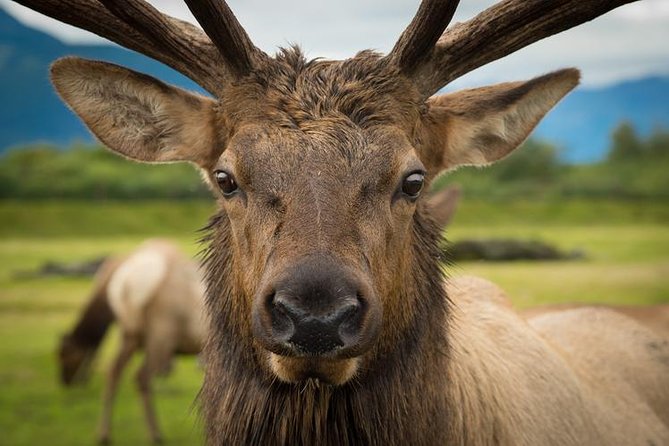 Glacier & Wildlife Discovery Tour - Cancellation Policy Details