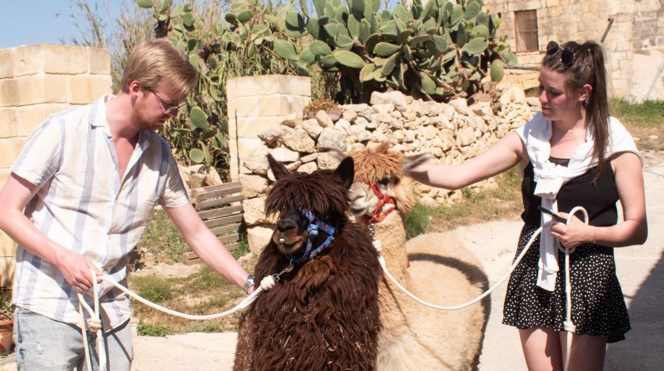 Gozo: Farm Visit With Alpaca Walk and Feeding - Customer Reviews