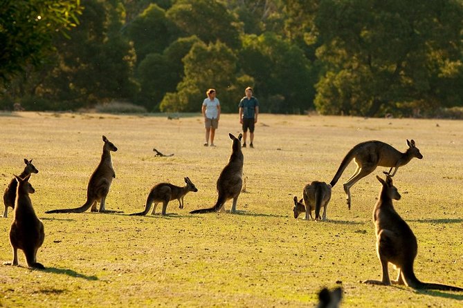 Grampians National Park Small-Group Eco Tour From Melbourne - Booking Information