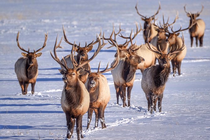 Grand Teton and National Elk Refuge Winter Wonderland Full Day Adventure - Itinerary Details