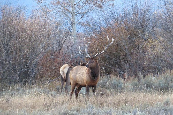 Grand Teton National Park - Full-Day Guided Tour From Jackson Hole - Logistics and Pickup Details