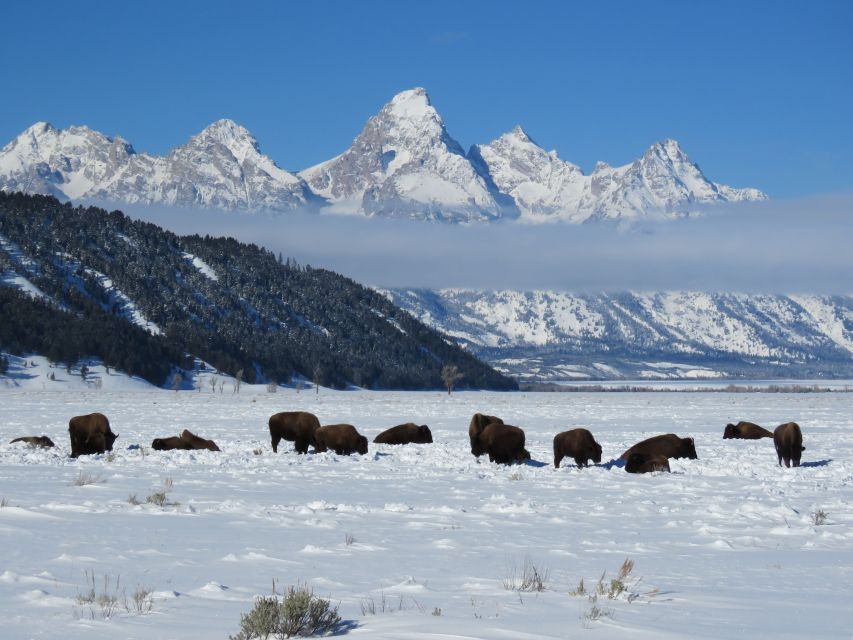 Grand Teton National Park: Wildlife Tour and Sleigh Ride - Experience Highlights