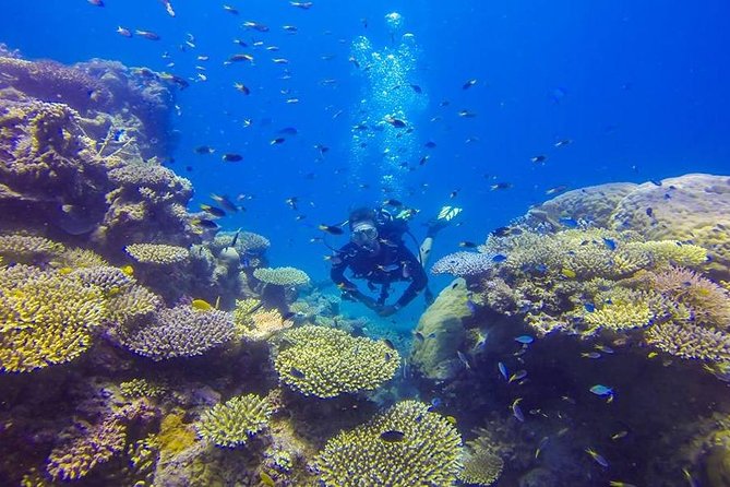 Great Barrier Reef Cruise From Townsville or Magnetic Island - Itinerary Details