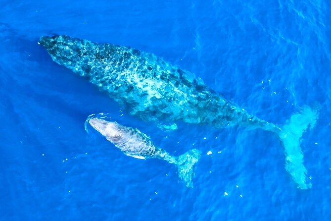 Great Whale Watching at Kerama Islands and Zamami Island - Safety Guidelines for Participants