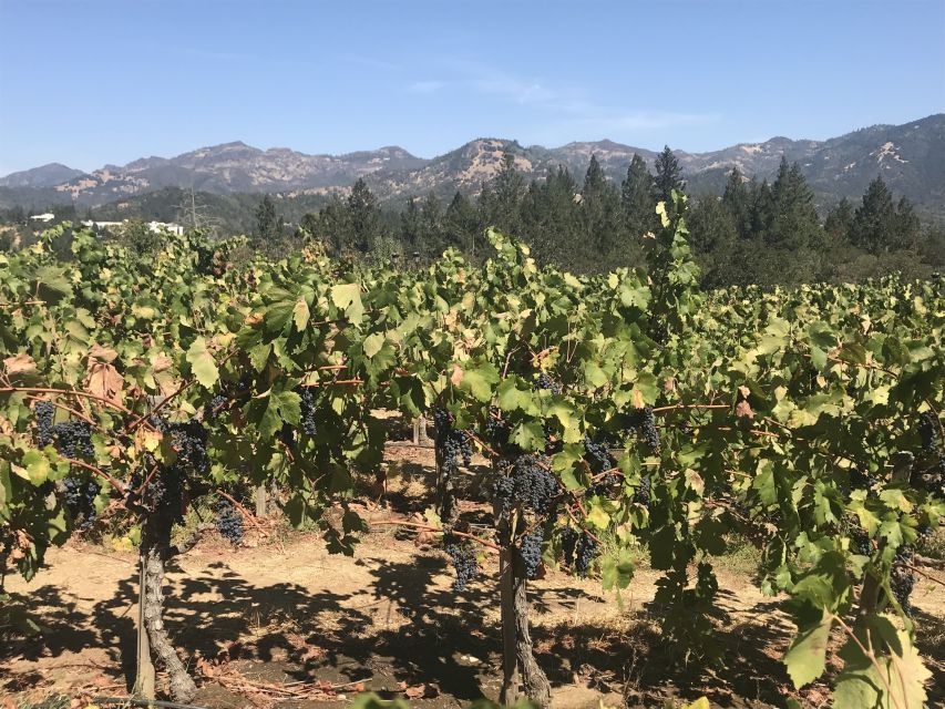 Guided Private Wine Tour to Napa and Sonoma Wine Country - Tour Highlights