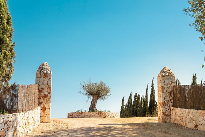 Guided Tour and Olive Oil Tasting in Mallorca - Traveler Reviews