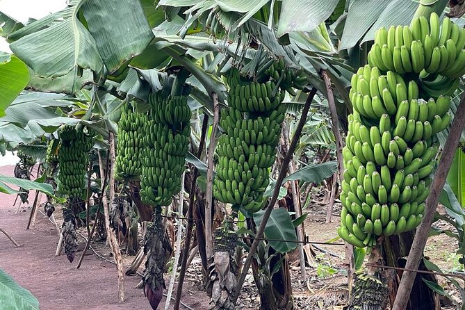 Guided Visit to the Banana Museum - Visitor Experiences