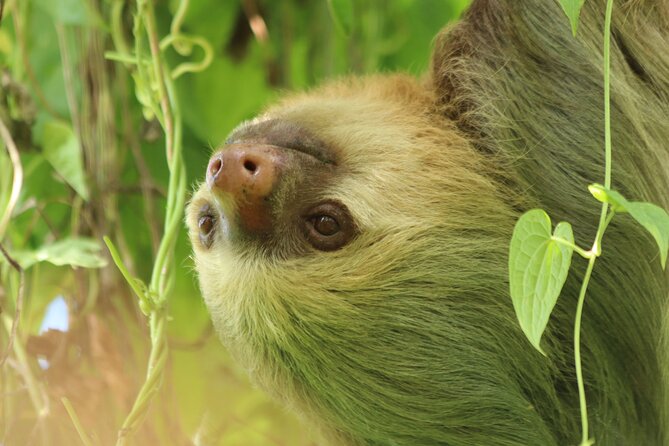 Guided Walk to the Monteverde Cloud Forest Preserve - Cancellation Policy