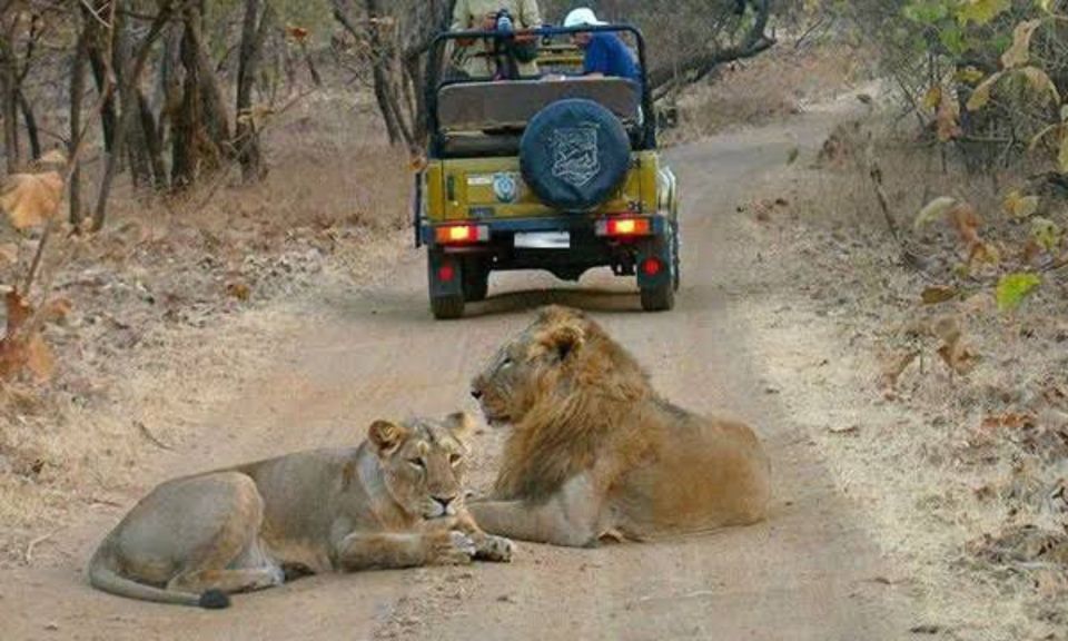 Gujarat: Gir National Park Guided Jeep Safari - Starting Location & Tour Details