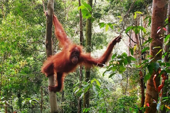 Gunung Leuser National Park Overnight Jungle Trekking (Mar ) - Wildlife Encounters to Expect