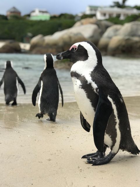 Half Day Boulders Beach and Penguin Encounter - Cancellation Policy