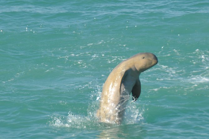 Half-Day Eco Cruise to Spot Snubfin Dolphins, Dugongs and More (Mar ) - Transportation Details