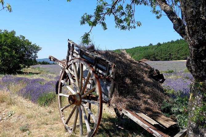 Half-Day Excursion to the Lavender Fields From Avignon - Cancellation Policy Details