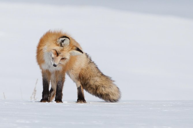 Half-Day Grand Teton Wildlife Private Safari Tour - Insider Tips for Travelers