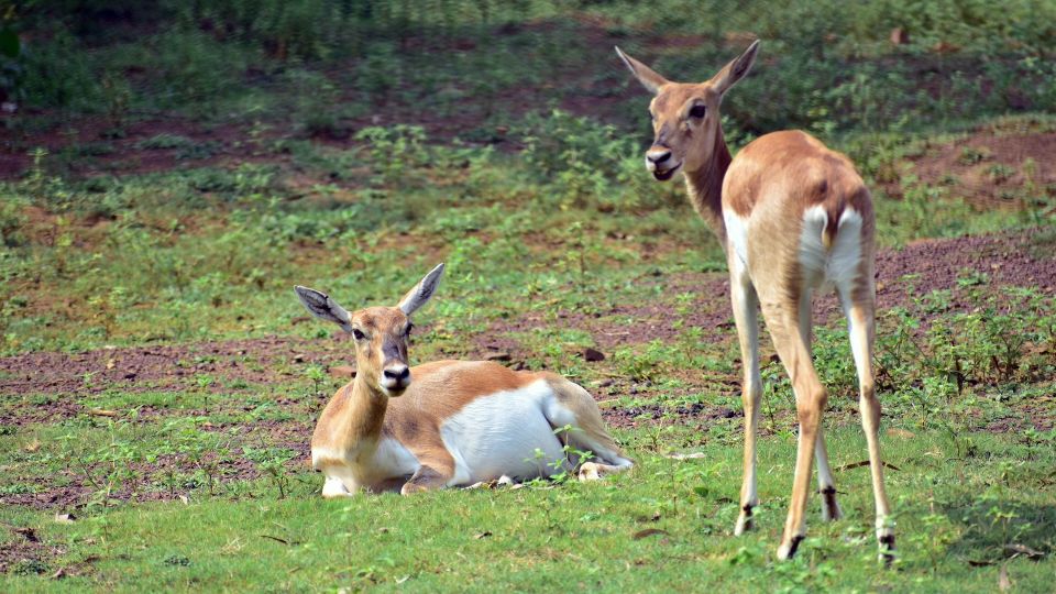 Half Day in Yala Safari - Jeep Safari Experience