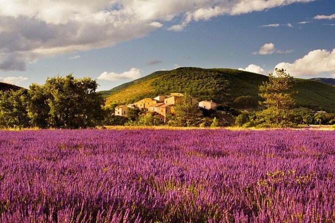 Half Day Lavender Road in Sault From Avignon - Highlights of Lavender Tour