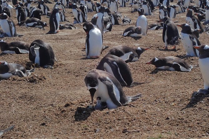 Half-Day Small-Group Penguin-Watching Tour, Falkland Islands - Directions