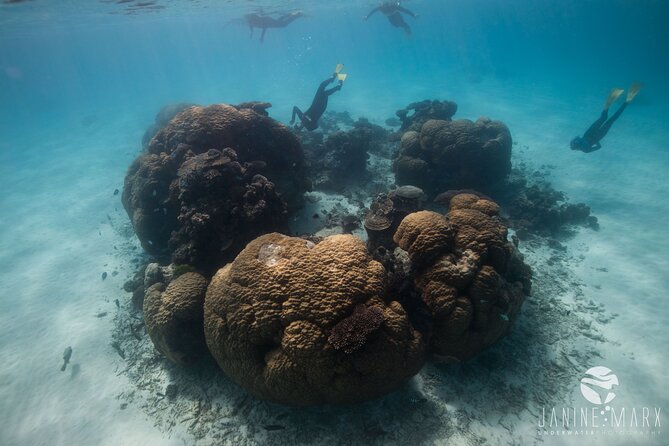 Half Day Snorkel 2.5hr Turtle Tour on the Ningaloo Reef, Exmouth - Pickup Points and Accommodations