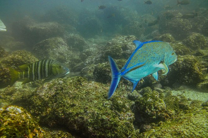 Half-Day Snorkeling Experience in Tamarindo - Cancellation Policy