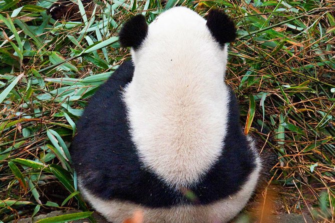 Half-Day Tour at Chengdu Panda Breeding Research Base - Pricing Details