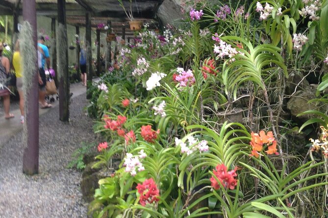 Half Day Tour From Nadi Includes Local Markets, Orchid Gardens and Local Village - Shore Excursions - Booking Information and Pricing