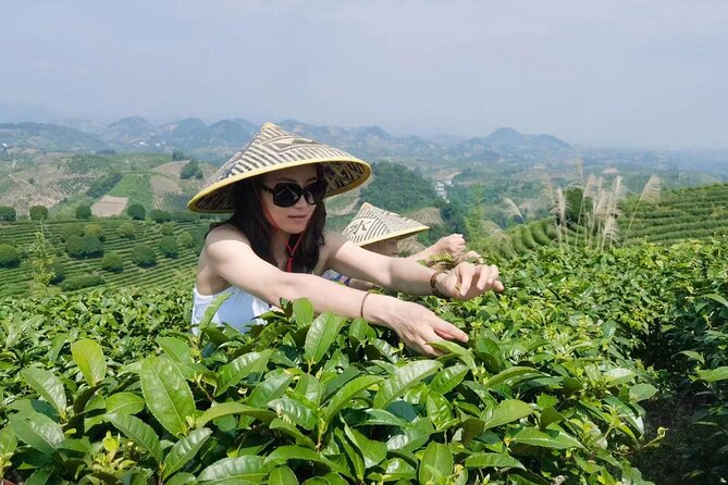 Half-day Tour: Largest Tea Plantation & Amazing Xianggong Hill - Traveler Reviews and Ratings