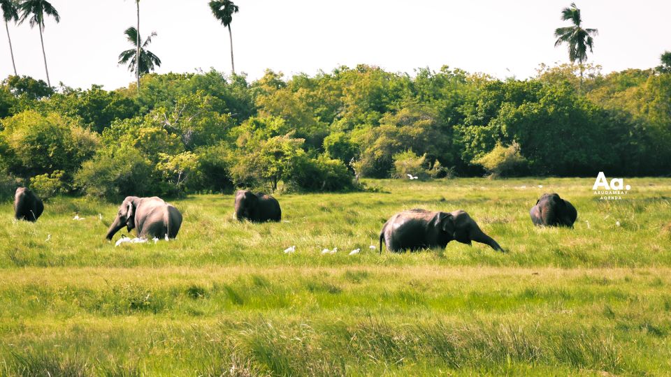 Half-Day Wild Safari in Kumana National Park - Safari Highlights