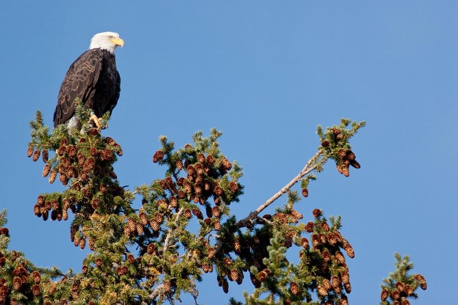 Half-Day Wildlife Safari Tour in Grand Teton National Park - Guide Performance and Wildlife Sightings