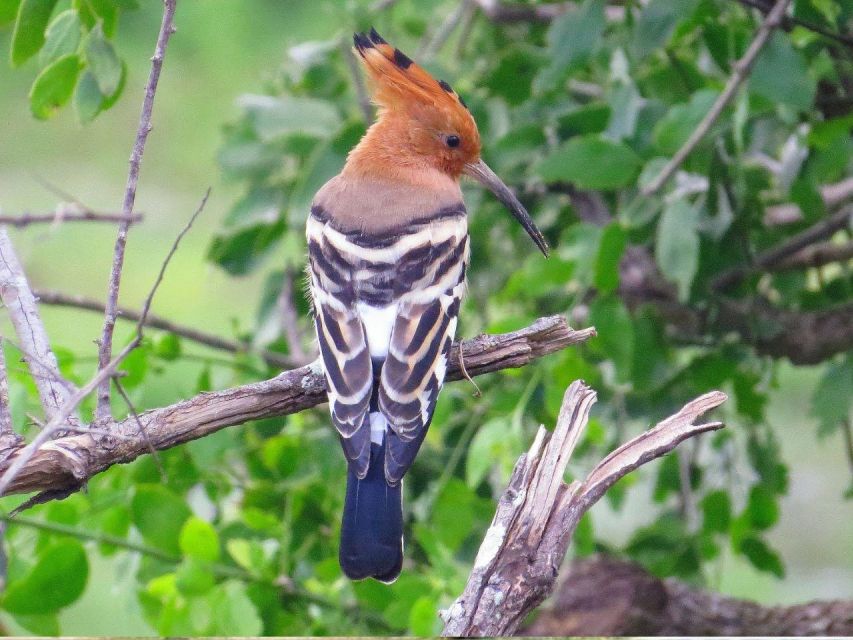 Hambantota Harbor: Safari at Lunugamvehera National Park - Lunugamvehera National Park