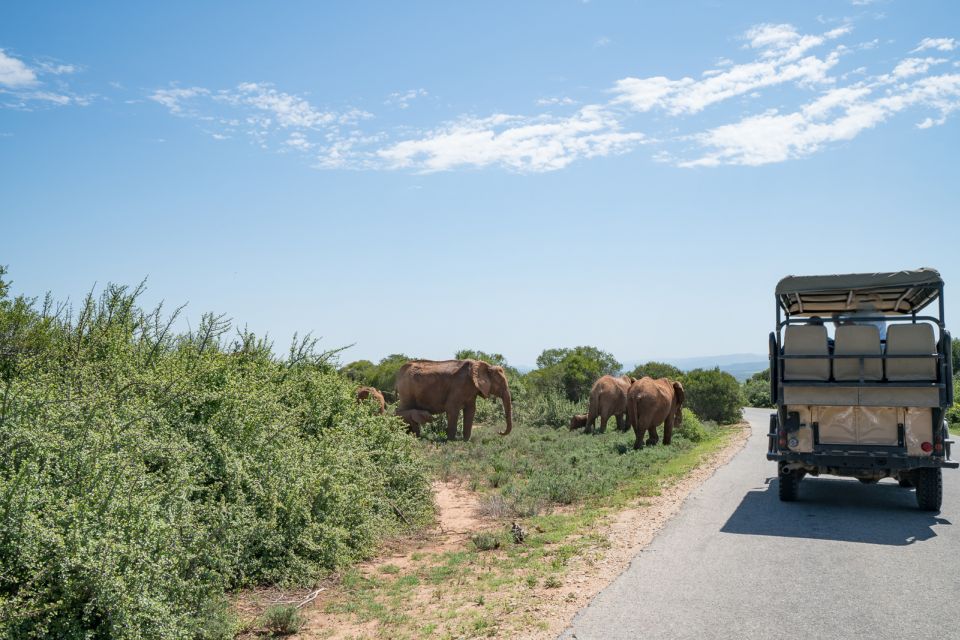 Hankey: Addo Elephant Park Guided Photo Safari With Lunch - Booking Information